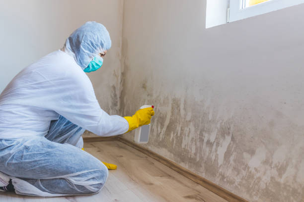 Licensed Black Mold Removal service in Rahway, NJ - WQB Mold Removal