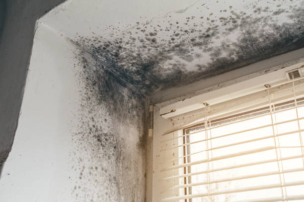 Affordable Black Mold Removal solutions in Rahway, NJ